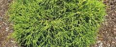 Sawara False Cypress, Boulevard Cypress, Blue Moss Cypress 'Lemon Thread'