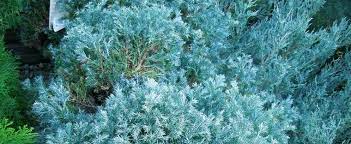 Sawara False Cypress, Boulevard Cypress, Blue Moss Cypress Snow