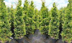 Cupressus, Leyland Cypress Castlewellan Gold