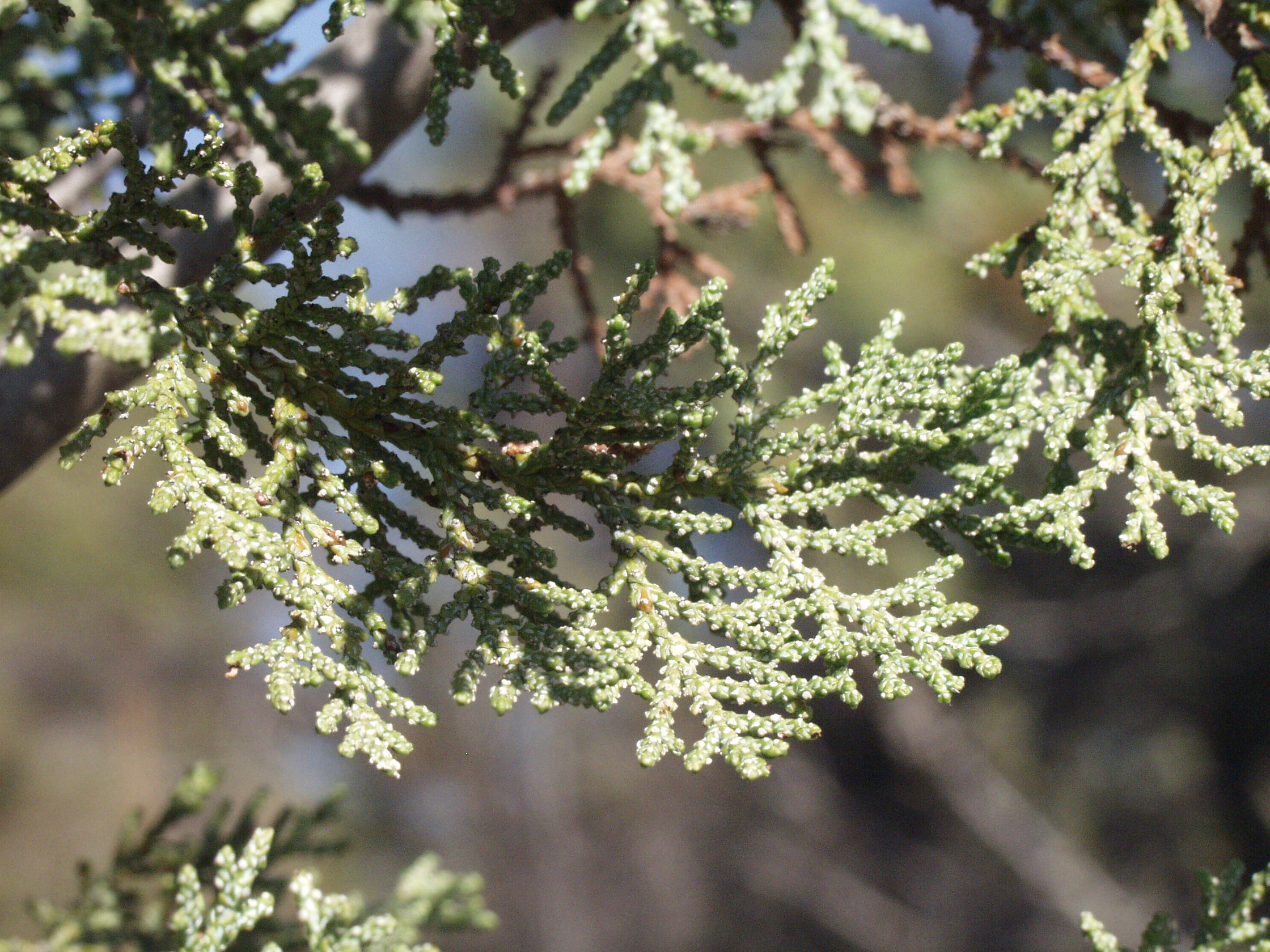 MacNabs Cypress