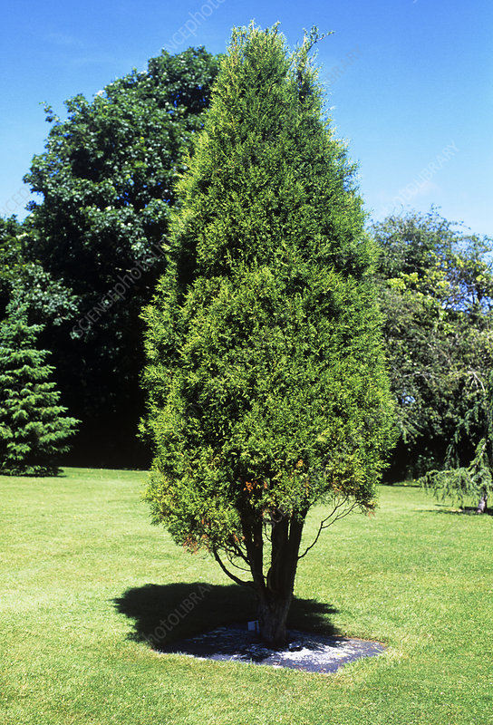 Himalayan Cypress