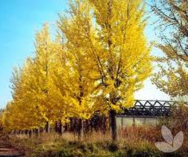 Ginkgo, Maidenhair Tree Princeton Sentry