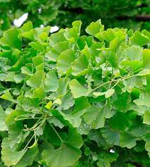 Ginkgo, Maidenhair Tree Tubiformis