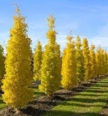 Ginkgo, Maidenhair Tree Fastigiata