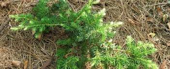 Goldtip Temple Juniper, Stiff-leaved Juniper, Needle Juniper Hikari