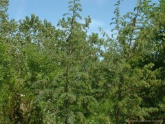 Japanese Larch 'Blue Rabbit'