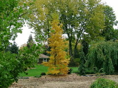 Japanese Larch 'Diana'