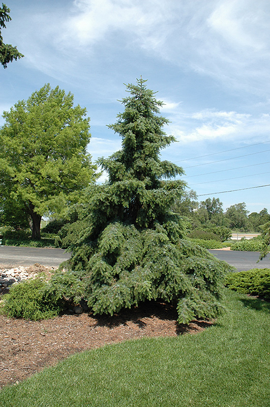 Weeping Serbian Spruce