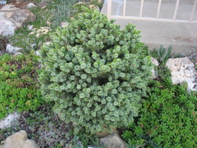 Sitka Spruce Tenas