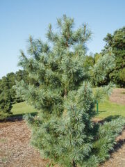 Korean Pine 'Silveray'