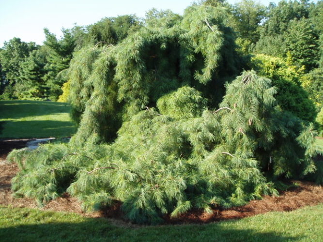 Eastern White Pine Green Shadow