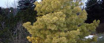 Scots Pine, European Redwood, Scotch Pine Aurea