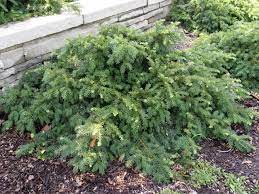 Yew, English Yew Repandens