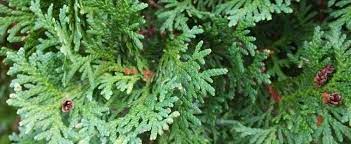 Thuja Species, Japanese Arborvitae, Japanese Thuja