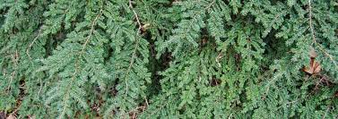 Canadian Hemlock, Eastern Hemlock Curly