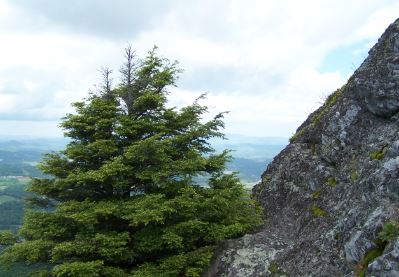 Carolina Hemlock