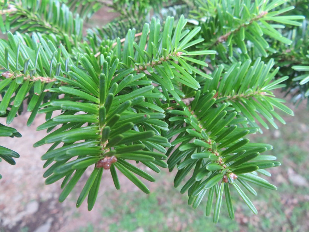 Southern Japanese Hemlock