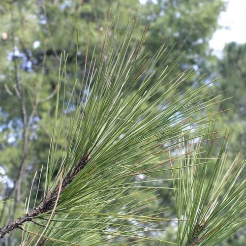 Chihuahua Pine, Yellow Pine, White Pitch Pine