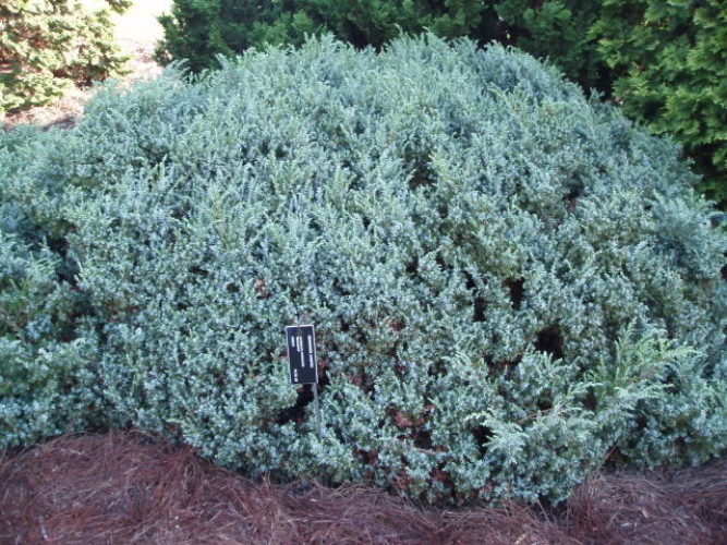 Common Juniper Berkshire
