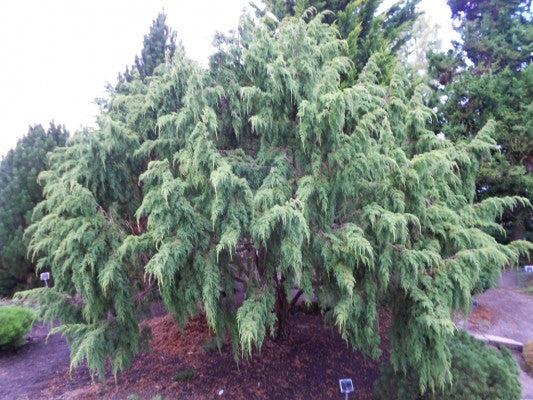 Ping Juniper