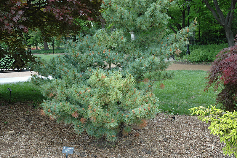Pinus, Japanese White Pine Bergmani