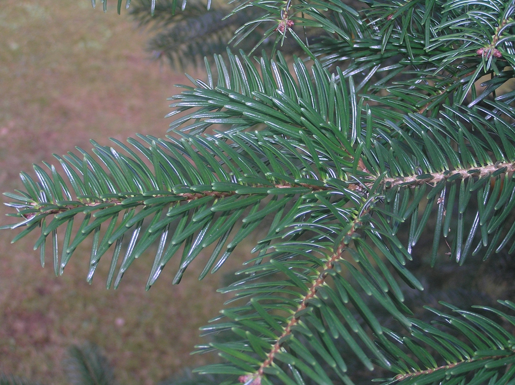 Greek Fir, Grecian Fir
