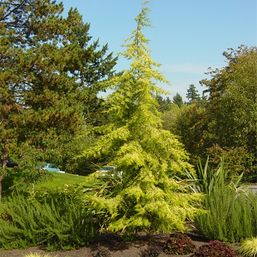 Golden Atlas Cedar Aurea