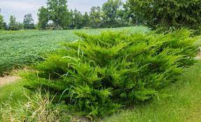 Chinese Juniper, Pfitzer Juniper Sea Green