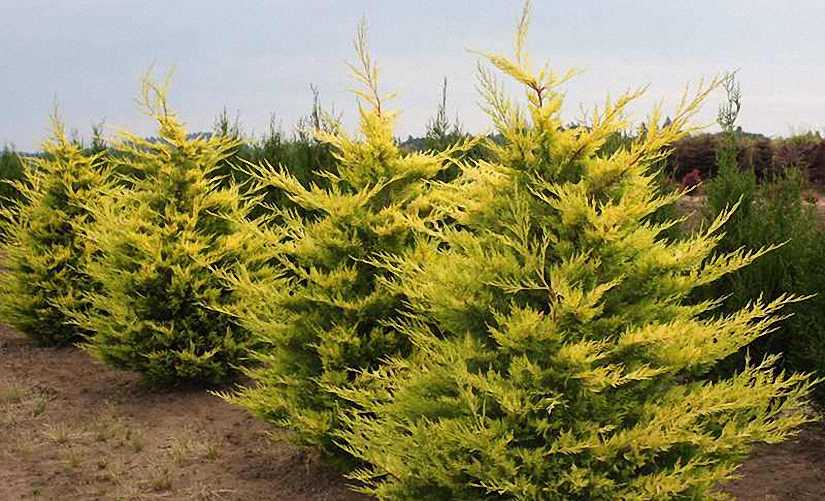 Cupressus, Leyland Cypress Gold Rider
