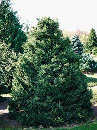Norway Spruce Maxwellii