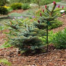 Picea, Alcocks Spruce Howells Dwarf Tigertail