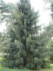 Brewer Spruce, Brewer's Weeping Spruce