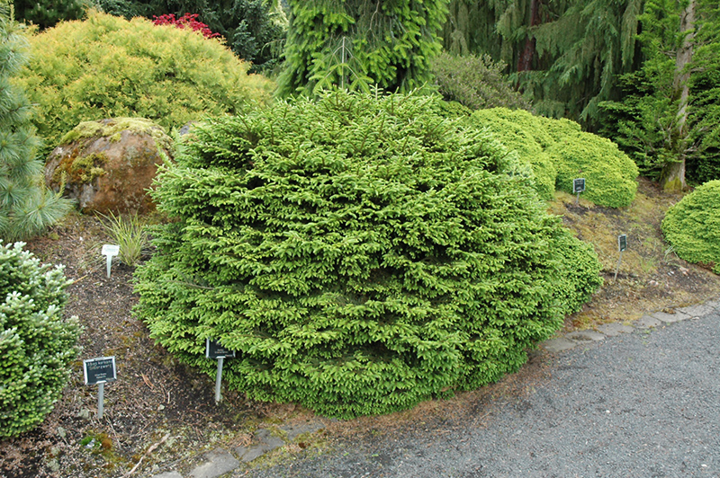 Oriental Spruce Barnes