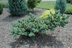 Japanese White Pine Fukuzumi