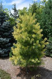 Eastern White Pine Golden Candles