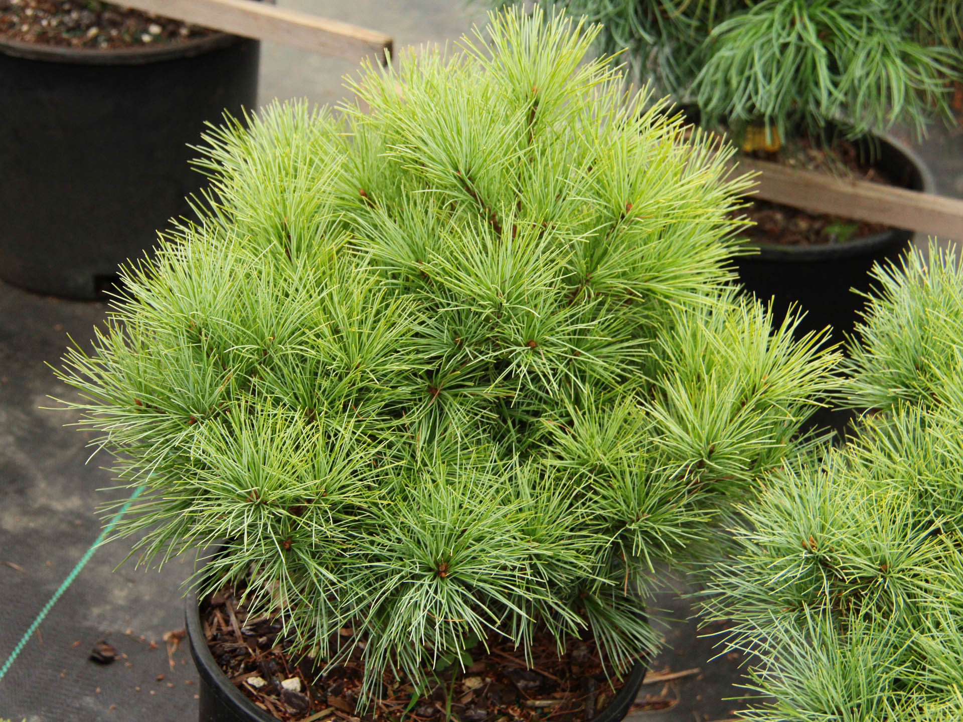 Eastern White Pine Sea Urchin