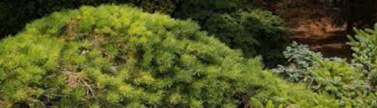 Pinus, European Redwood, Scots Pine, Scotch Pine Hillside Creeper