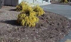 Sawara False Cypress, Boulevard Cypress, Blue Moss Cypress 'Plumosa Aurea Nana'
