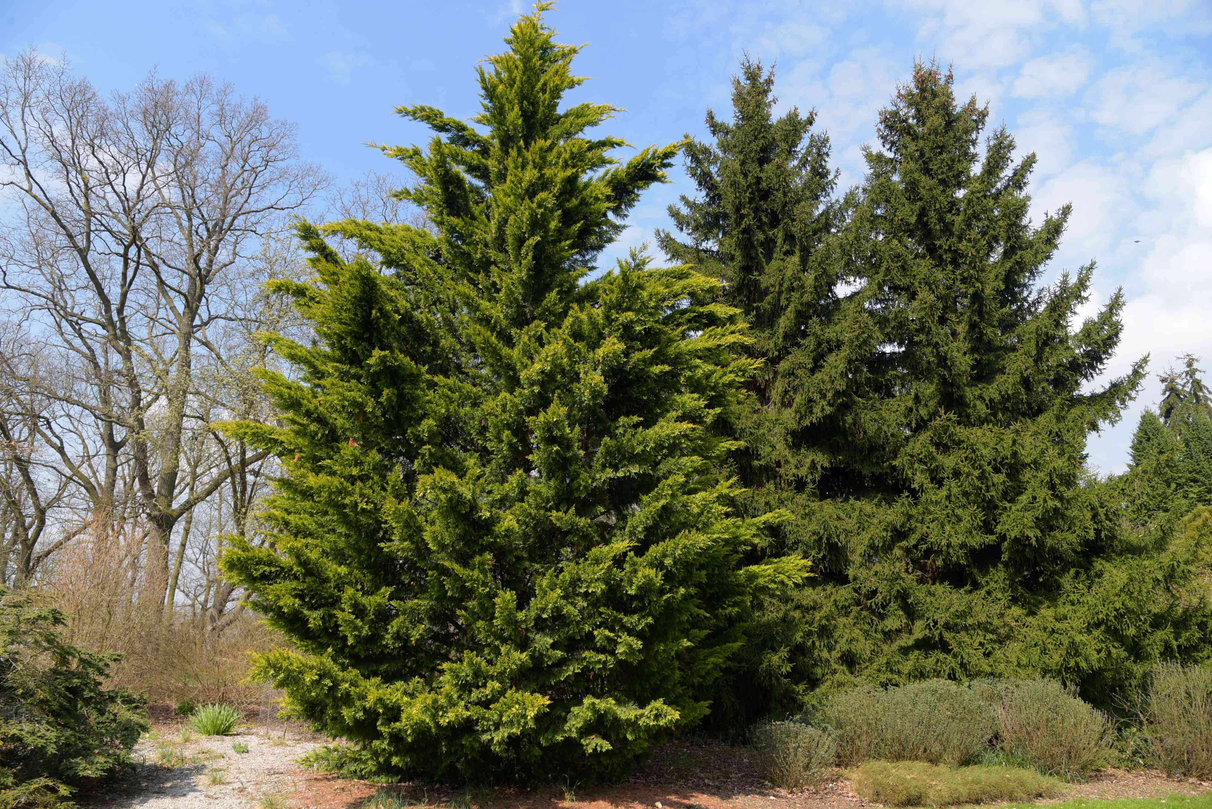 Cupressus, Leyland Cypress
