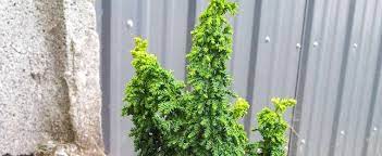 Hinoki False Cypress Habari