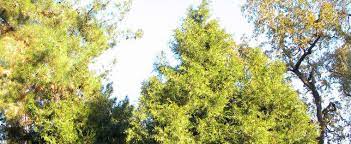 Chengs Cypress