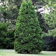 White Cedar, Eastern Arborvitae, American Arborvitae Nigra