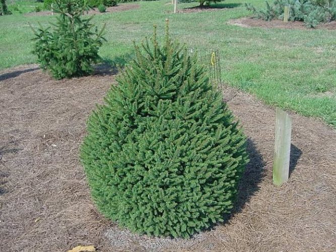 Dwarf Norway Spruce Clanbrassiliana