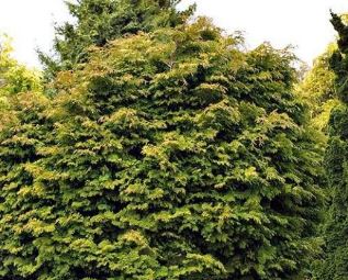 Hinoki False Cypress Pygmaea Aurescens