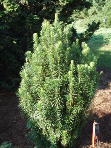 Japanese Plum Yew, Harrington Plum Yew, Cow-Tail Pine Fastigiata