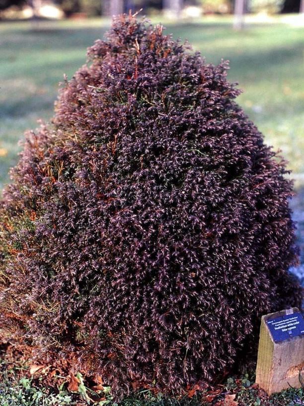 Atlantic White Cypress Heatherbun