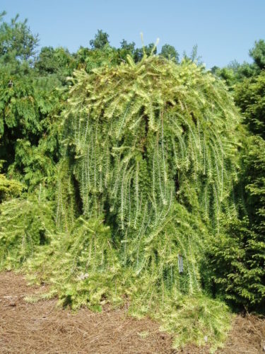 Larix, European Larch, Weeping Larch Julians Weeper