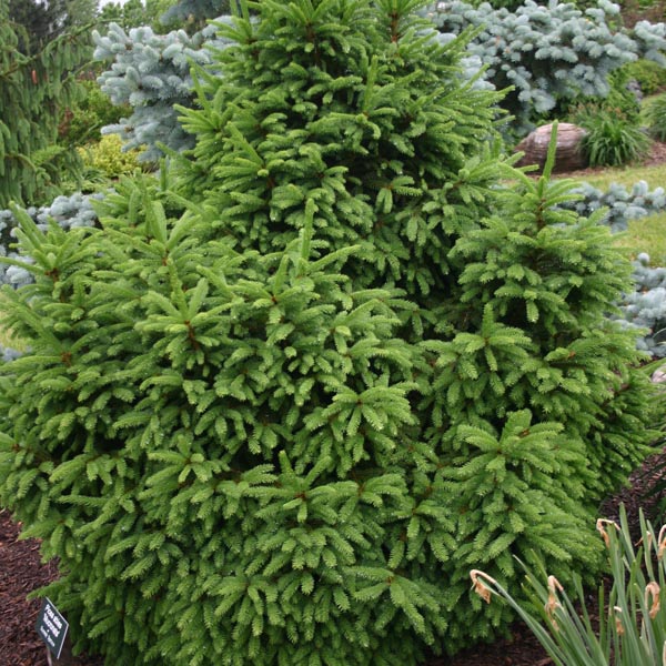 Norway Spruce Mucronata