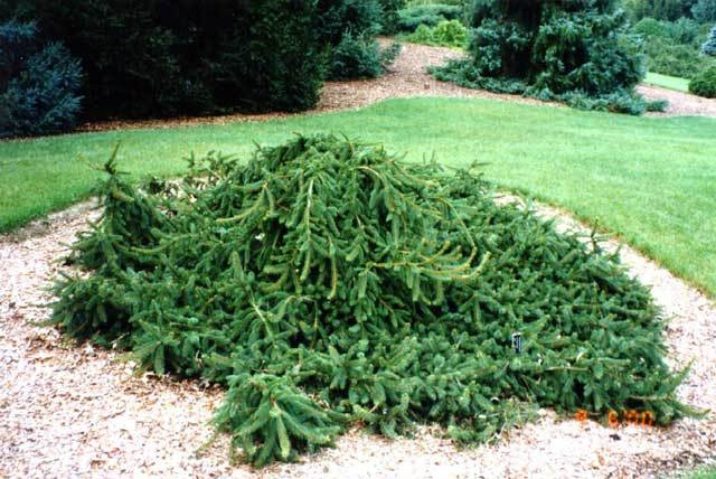 Norway Spruce Pendula AA Form