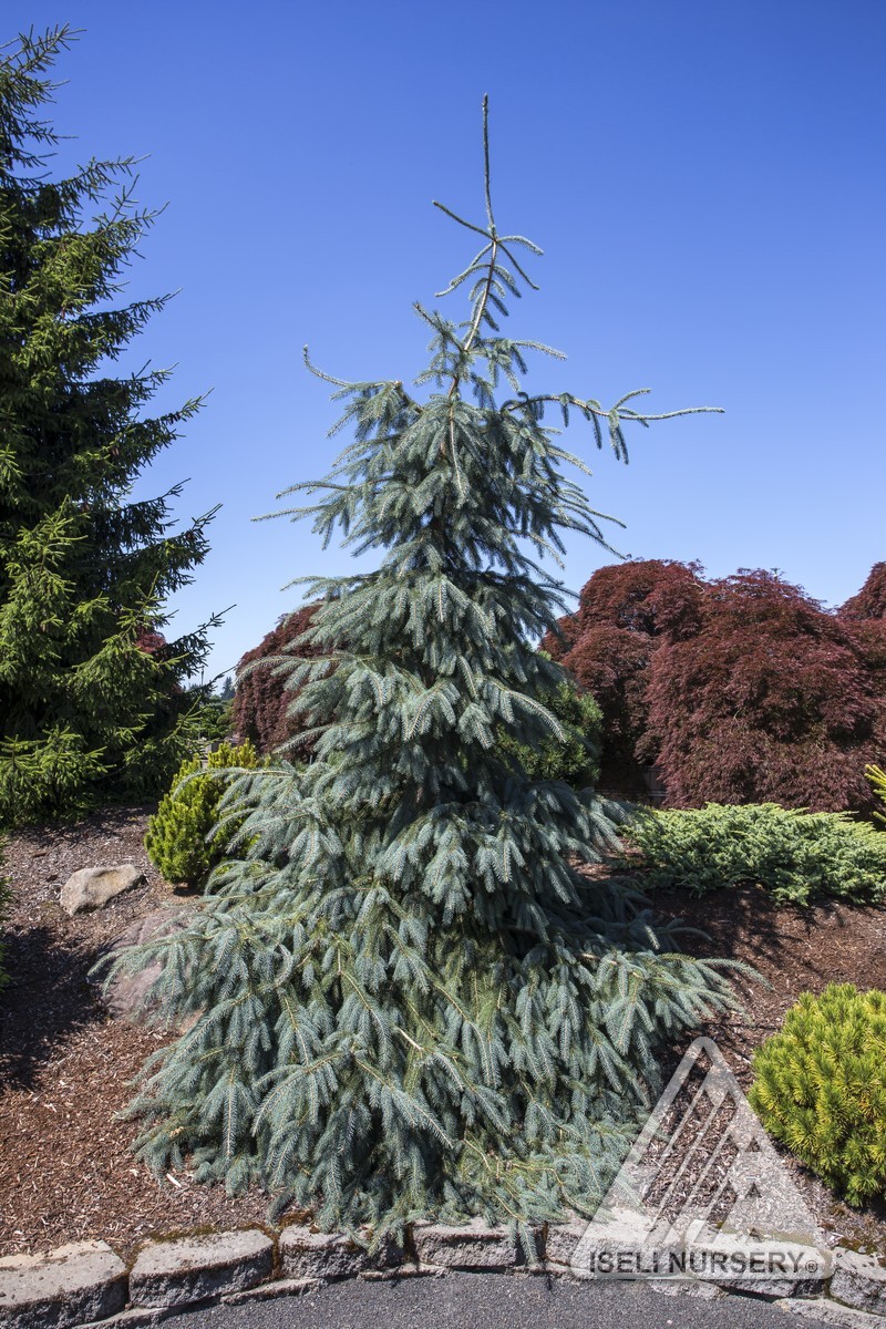 Engelmann Spruce Bushs Lace